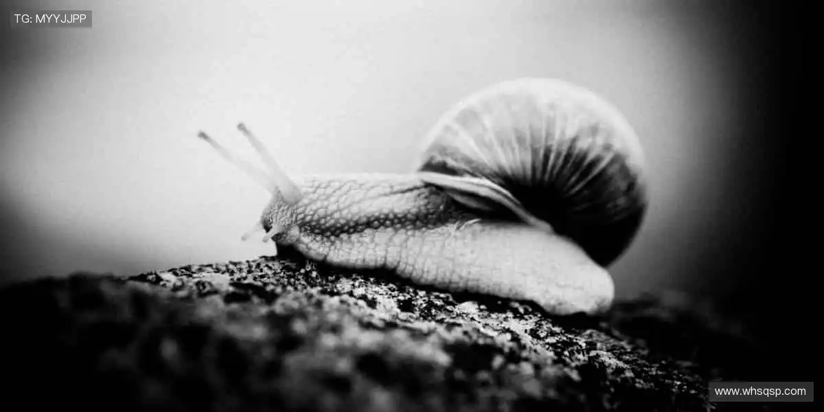 赛场瞬息万变,直播分秒必争!🏀